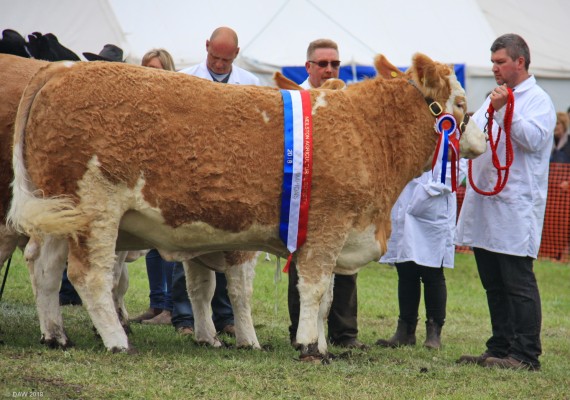 2018, Neilston Show, Champion of Champions
