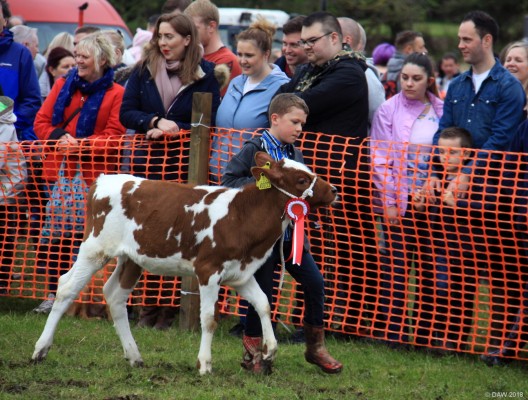2018, Neilston Show, Grand Parade
Wee Calf, Wee Boy
