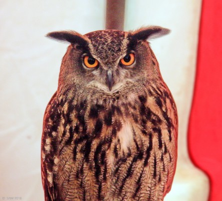 2018, Neilston Show, what a hoot!
The 2018 show was a bit of a hoot.
