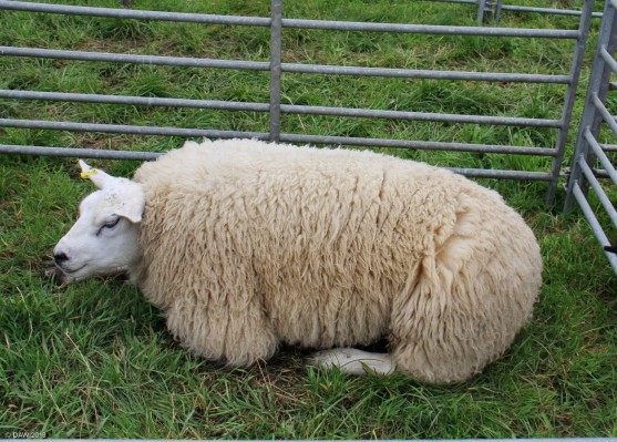 2018, Neilston Show, Leave me in peace
