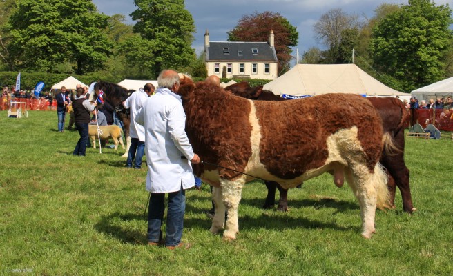 2019, judging in the main ring
