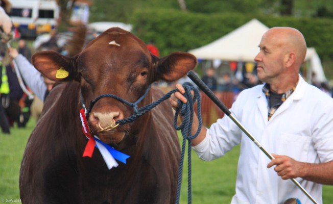 2019, judging, main ring
