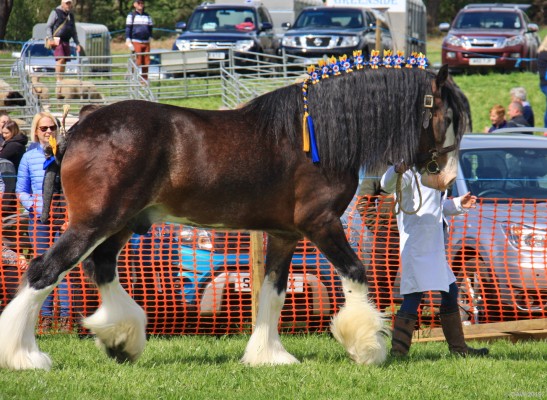2019, judging in the main ring
