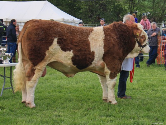 2019, Champion of Champions
