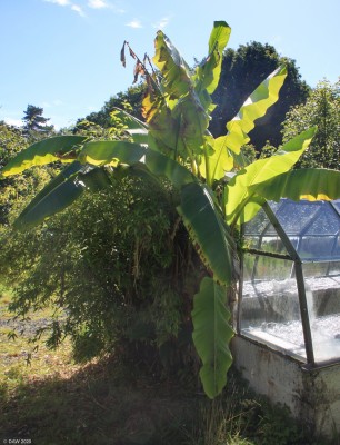 Achamore Garden, Island of Gigha
I could be mistaken but this looks distinctly like a Banana tree. [url=http://streetmap.co.uk/map.srf?X=164198&Y=647950&A=Y&Z=115/] Map location. [/url]

