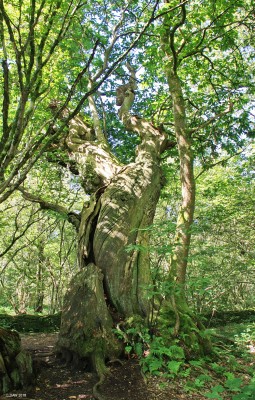 Ancient trees, Inchmahome Island, Lake of Menteith
One of the ancient sweet chestnut trees on Inchmahome island, it is thought it might be as old as 400 years.  [url=http://www.streetmap.co.uk/map.srf?X=257392&Y=700534&A=Y&Z=120/] Map location. [/url]
