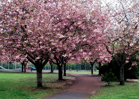 Anderson Memorial Park in Spring time
