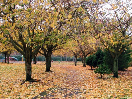 Anderson Memorial Park, Largs
