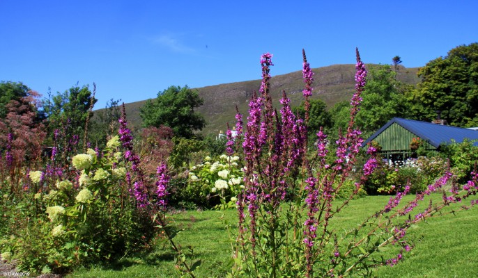 The walled Garden, Applecross House
No visit to Applecross is complete without a look in the Walled Garden at Applecross House.
