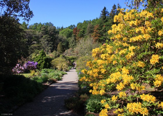 Arduaine Garden, 2016
[url=http://streetmap.co.uk/map.srf?X=179344&Y=710275&A=Y&Z=120/] Map location. [/url]
