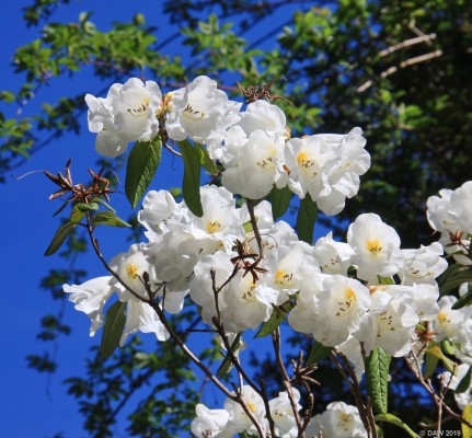 Arduaine Gardens, Argyll & Bute
If you visit Arduaine around May you are likely to see it at its best with more Azalea and Rhododendron in flower than you can shake a stick at.
