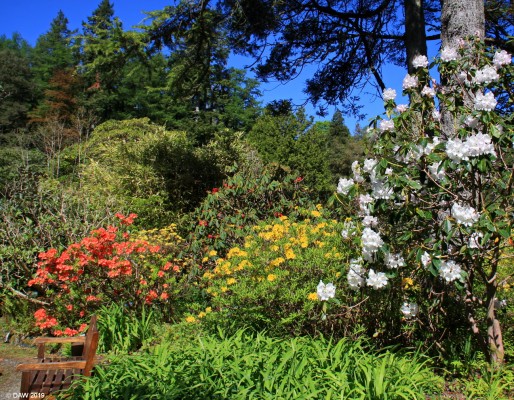 Arduaine Gardens, Argyll & Bute
Azalea and Rhododendron colour at Arduaine.

