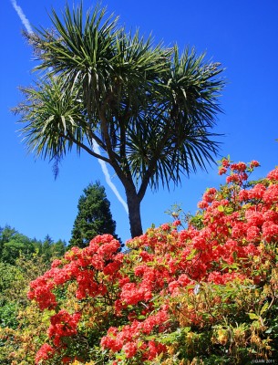 Early summer, Arduaine Gardens,
[url=http://www.nts.org.uk/Property/Arduaine-Garden/] Arduaine Garden [/url] is another of Scotlands fantastic West Coast gardens.  In early summer it is a blaze of colour as can be seen here.
