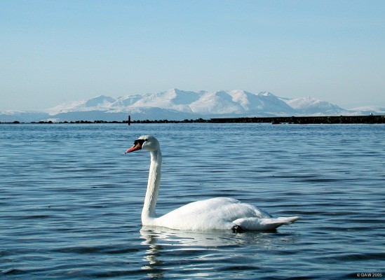 Arran viewed from Irvine harbour front
