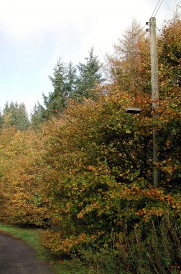 Autumn Colours, Caldwell Estate
When Caldwell House was used as a hospital the estate roads were lit which is why this telegraph pole has the remains of a street light on it.
