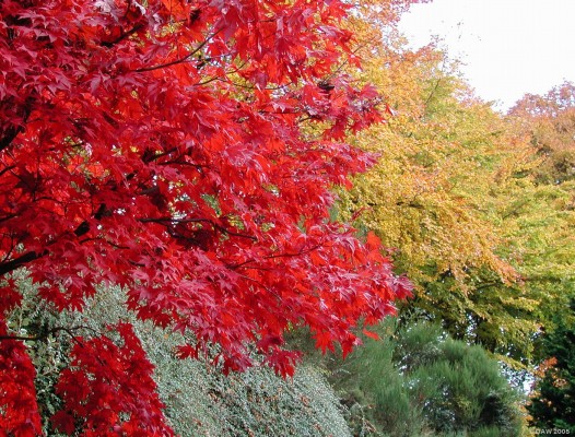 Autumn Colours in the Quarry, Victoria Park, Glasgow
