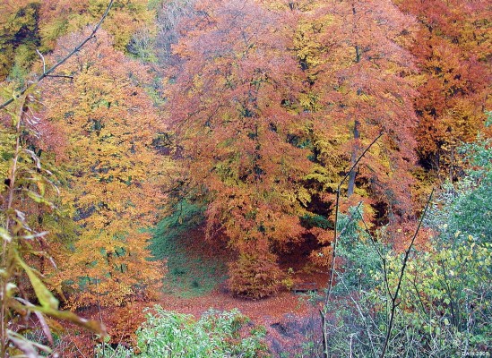 Autumn colours, Carlderglen Country Park
[url=http://www.multimap.com/map/browse.cgi?lat=55.7466&lon=-4.1429&scale=25000&icon=x/]Map location[/url]


