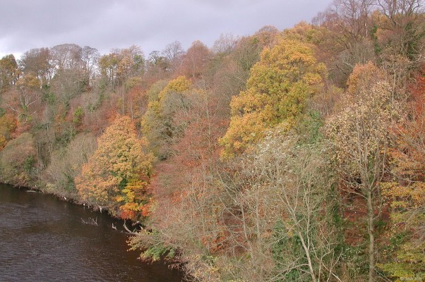 Autumn Colours, River Clyde, Bothwell
An Autumn view from the David Livingston Memorial Bridge at Bothwell.  [url=http://www.streetmap.co.uk/map.srf?X=269316&Y=658687&A=Y&Z=115&ax=269636&ay=658497/] Map location. [/url]
