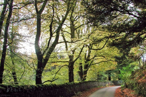 Autumn scene near Glenlee, Dumfries & Galloway
[url=http://streetmap.co.uk/map.srf?X=260704&Y=580099&A=Y&Z=115]Map location[/url]
