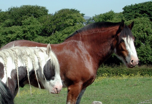 Bad hair day, Springhill Road, Barrhead
