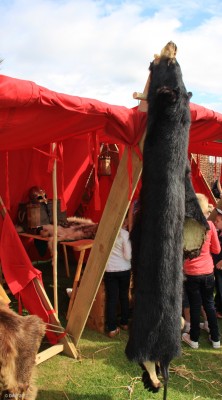 Bear skin, Largs Viking festival
In these days of political correctness this isn't something you expect to see at Largs every day of the week.  The photo was taken in the 'Viking Village' during the 2011 Viking Festival.
