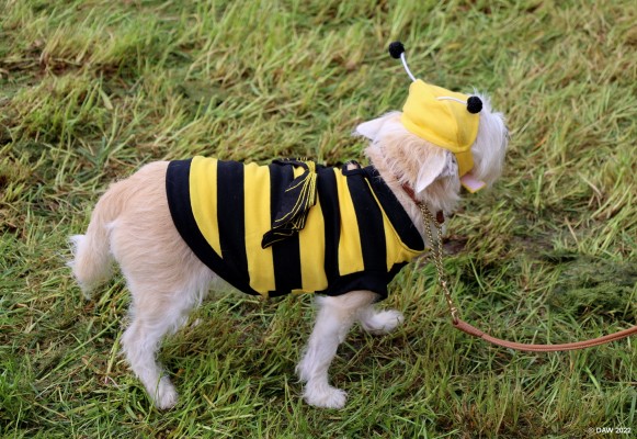 Bee Dog, 2022
