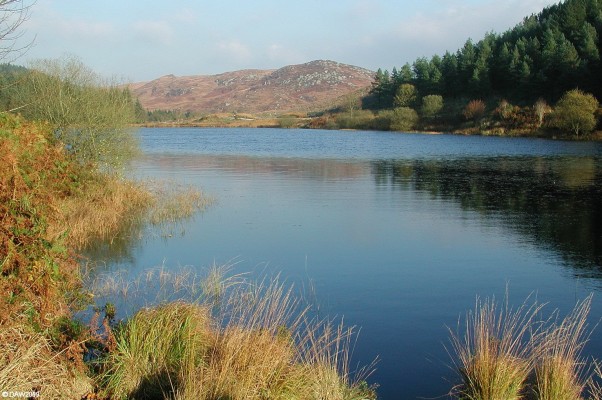 The Black Loch, Autumn
The Black Loch is within Galloway Forest Park, it can be reach by either climbing up the hill from Murray's Monument car park or by forest track which can be seen on the opposite side of the loch.  [url=http://www.streetmap.co.uk/map.srf?X=249521&Y=572835&A=Y&Z=120/] Map location. [/url]
