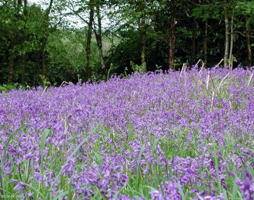 Bluebells in Cowden Hall grounds
