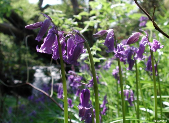 Bluebells, Midegehole Glen
Bluebells at one of the waterfalls in Midgehole Glen, Neilston. [url=http://www.streetmap.co.uk/map.srf?X=246680&Y=656080&A=Y&Z=120/] Map location. [/url]
