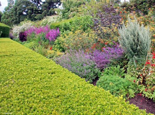 Summer borders,  Cawdor Castle Garden
At first glance this might look like a lawn in front of the border but its actually a very wide and neatly trimmed box hedge.
