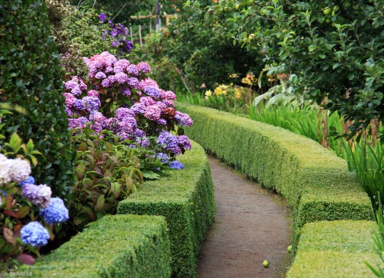 Inverewe Gardens
Box hedge at Inverewe Garden. [url=http://streetmap.co.uk/map.srf?X=186077&Y=881921&A=Y&Z=120/] Map location. [/url]
