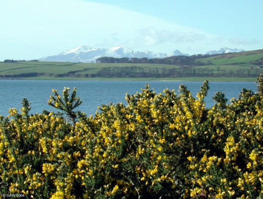 Broomfields
For obvious reasons this area above the promenade on the South Beach of Largs is called Broomfields.  This spring view is looking over towards the Great Cumbrae with the mountains of Arran in the background.
