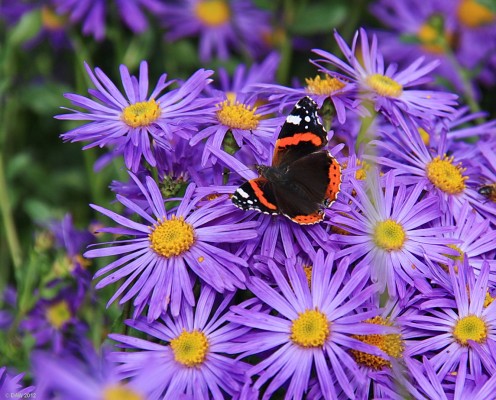 Red Admiral butterfly, Threave Gardens
