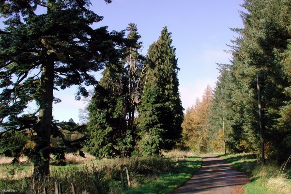 Caldwell Estate, North Road
Caldwell Estate covers an area that stretches from the Village of Lugton in the West to Caldwell Golf Clubhouse in the East. Much of it has been planted with commercial conifers but nearer Caldwell House the area has been left much as it was with trees that date from the last century and probably before. 
