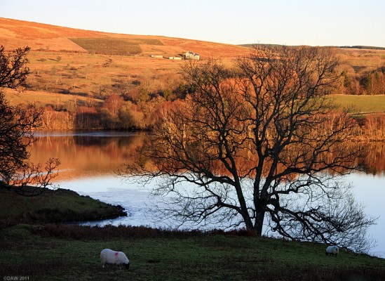 Carsfad Loch, winter
Over looking Carsfad Loch.  [url=http://www.streetmap.co.uk/map.srf?X=260354&Y=586230&A=Y&Z=115/] Map location. [/url]
