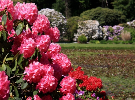 Castle Kennedy Gardens, Dumfries & Galloway
Rhododendron at the Round Pond at Castle Kennedy. [url=http://www.streetmap.co.uk/map.srf?X=211032&Y=561142&A=Y&Z=115/] Map location. [/url]
