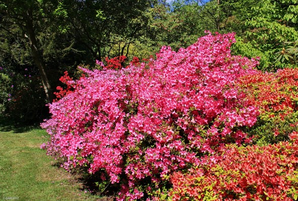 Castle Kennedy Gardens
More early summer colour at Castle Kennedy Gardens. [url=http://www.streetmap.co.uk/map.srf?X=211035&Y=561235&A=Y&Z=120/] Map location. [/url]
