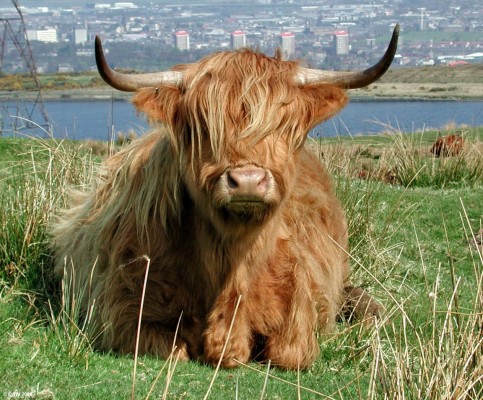 Cattle on Fereneze Braes
Walkers on the Fereneze Braes footpaths can be sure of coming under close scrutiny from its residents.  Paisley is above the horns.  [url=http://www.streetmap.co.uk/streetmap.dll?G2M?X=247835&Y=659675&A=Y&Z=3]Map location[/url]
