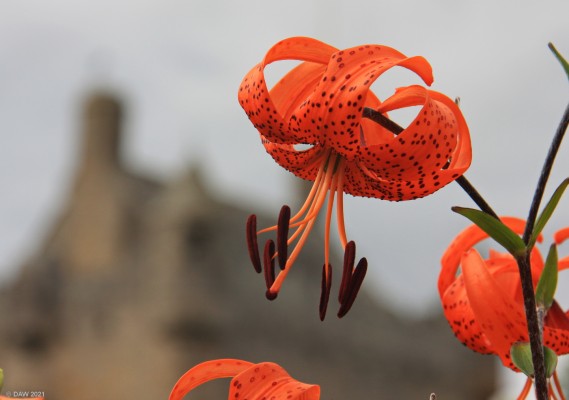 Cawdor Castle Gardens
