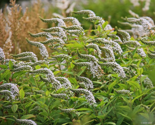 Cawdor Castle Gardens
