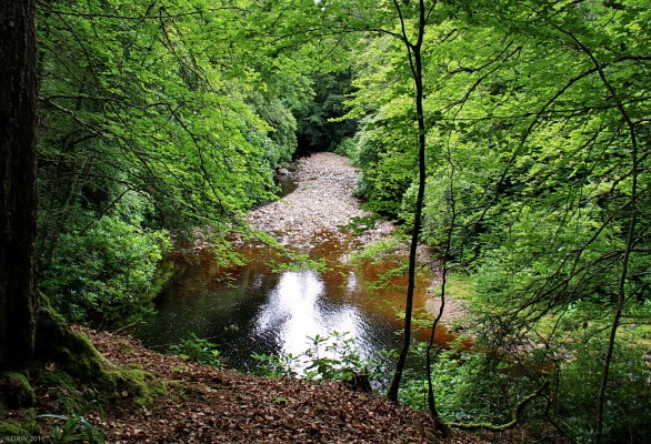 Cawdor Castle estate
A view in the woodland walk at [url=http://www.cawdorcastle.com/index.cfm/] Cawdor Castle [/url].  [url=http://www.streetmap.co.uk/map.srf?X=284619&Y=849487&A=Y&Z=115/] Map location. [/url]
