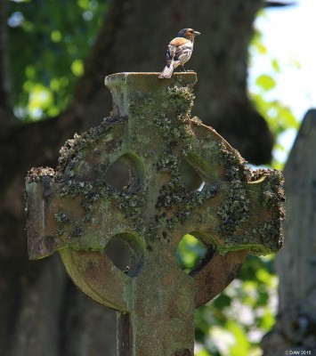 Chaffinch, New Luce Parish Church graveyard
[url=http://streetmap.co.uk/map.srf?X=217534&Y=564491&A=Y&Z=115/] Map location. [/url]
