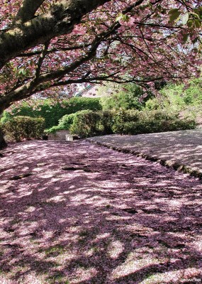 Cherry Blosom, Maxton Garden, Barrhead
A carpet of cherry blossom covers the ground at Maxton Gardens.  The Garden is a memorial to James Maxton, MP, gifted by his wife after his death in 1946.  Maxton grew up in barrhead after his father was appointed headmaster of Grahamston school in 1888.  in 1922 he was elected member of Parliament for Bridgeton where he server as MP until his death in 1946.

