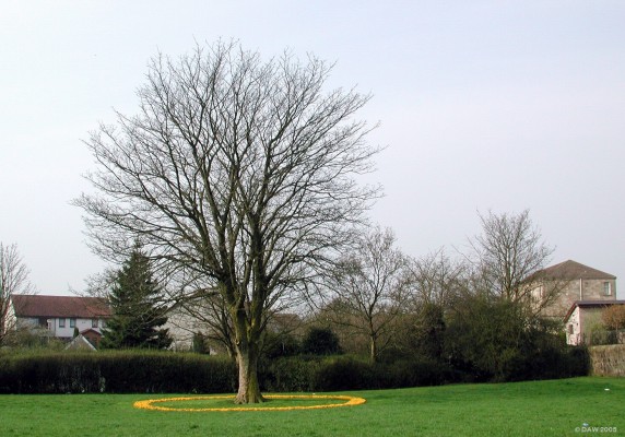 Circle of Gold, Pig Square, Neilston, spring 2005
There was a surprise this spring in Pig Square.  I'm told this is the work of the![url=http://www.eastrenfrewshire.gov.uk/pg_neilston__space_to_live_page] "Neilston: Space to Live" group.[/url]  I bet there were a lot of sore knees after all these bulbs were planted! [url=http://www.multimap.com/map/browse.cgi?lat=55.7843&lon=-4.4256&scale=10000&icon=x]Map location. [/url]
