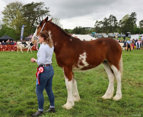 Clydesdale Horse, 2022
