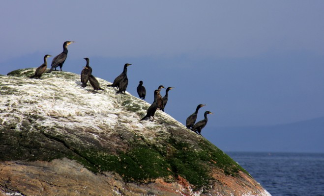 Cormorants, Loch Torridon

