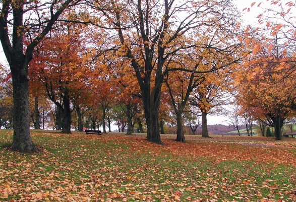 Cowan Park in Autumn
