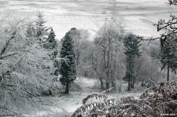 Cowden Hall grounds in Winter
Former Grounds of Cowden Hall in winter time.  The tree on the left is the large copper beech featured in another picture.
