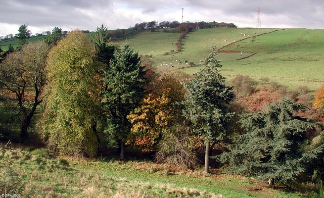 Lochliboside Hills, Autumn
Over looking the former grounds of Cowden Hall towards the Lochliboside Hills. [url=http://www.streetmap.co.uk/map.srf?X=246912&Y=657204&A=Y&Z=115/] Map location. [/url]
