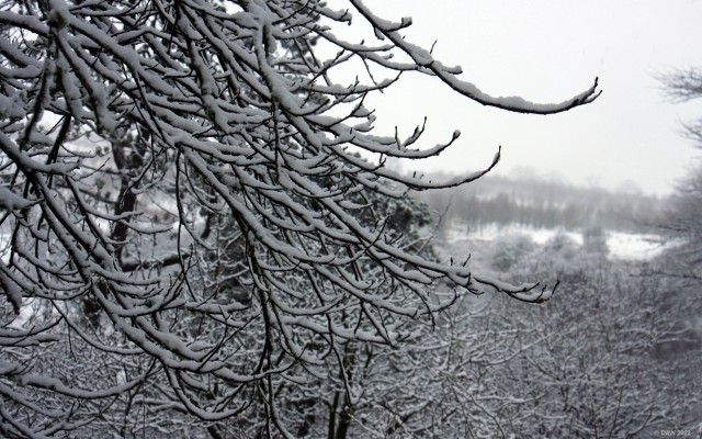 Winter in Cowden hall grounds, Neilston
Looking towards Lochliboside hills from the former grounds of Cowden Hall. [url=http://streetmap.co.uk/map?X=246875&Y=657214&A=Y&Z=115/] Map location. [/url]
